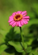 百日菊 (7)