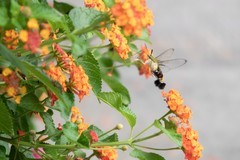 采花蜜的透翅天蛾（奥林巴斯卡片机拍摄）