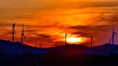 【视觉光影】美 丽 的 大 天 鹅 （32）