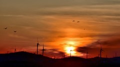 【视觉光影】美 丽 的 大 天 鹅 （32）