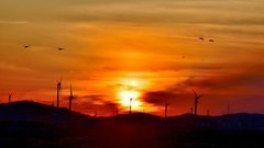 【视觉光影】美 丽 的 大 天 鹅 （32）