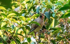 太平鸟（二十）