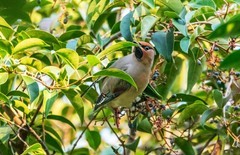 太平鸟（二十）