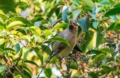 太平鸟（二十）