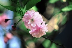 花花草草（十七）