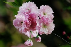 花花草草（十七）