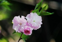 花花草草（十七）