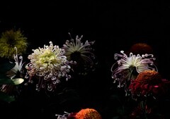 2026花卉植物赏析——菊花【10】