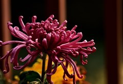 2026花卉植物赏析——菊花【10】