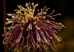 2026花卉植物赏析——菊花【10】