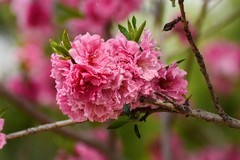 2026049 桃 花