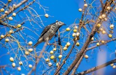 灰椋鸟（十一 ）