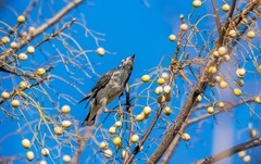 灰椋鸟（十一 ）