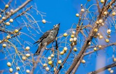 灰椋鸟（十一 ）