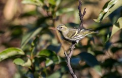 小黄雀（七十）
