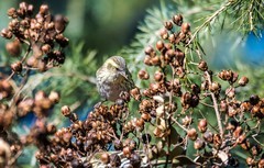 小黄雀（七十）