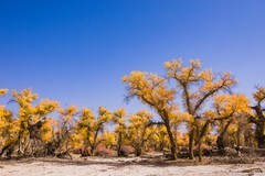 外出随拍（644）.