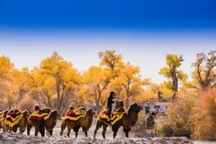 外出随拍（644）.