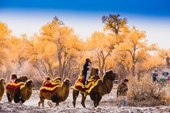 外出随拍（643）.