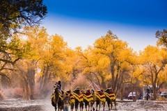 外出随拍（643）.