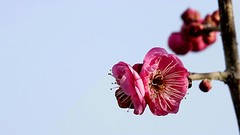 民心河畔红梅开