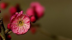 民心河畔红梅开