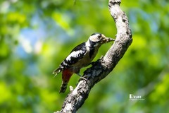 林中啄木鸟（53）