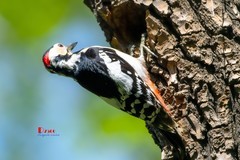 林中啄木鸟（53）