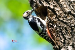 林中啄木鸟（53）