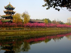 红梅映红望江楼