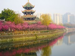 红梅映红望江楼