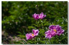 芍药（二）