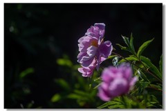 芍药（二）