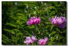 芍药（二）
