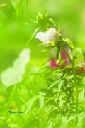 园中牡丹（2）