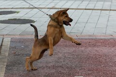 杂拍