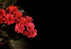 2026花卉植物赏析———长寿花【2】