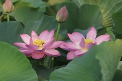 关东百花园（402）——荷花（2026）
