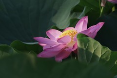 关东百花园（402）——荷花（2026）