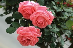 拍摄花卉一（1165）