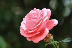 拍摄花卉一（1165）