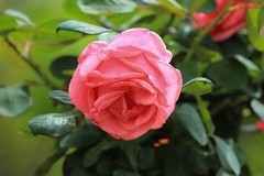 拍摄花卉一（1165）