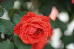 拍摄花卉一（1166）