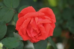 拍摄花卉一（1166）