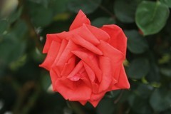 拍摄花卉一（1166）