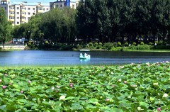 人民公园——荷塘（续）