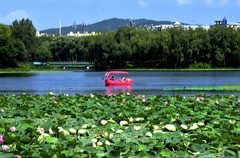 人民公园——荷塘（续）