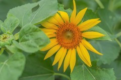 —— 向日葵 ——