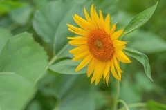 —— 向日葵 ——