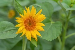 —— 向日葵 ——